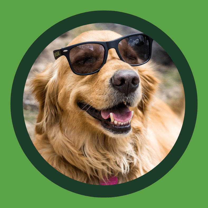 dog in sunglasses